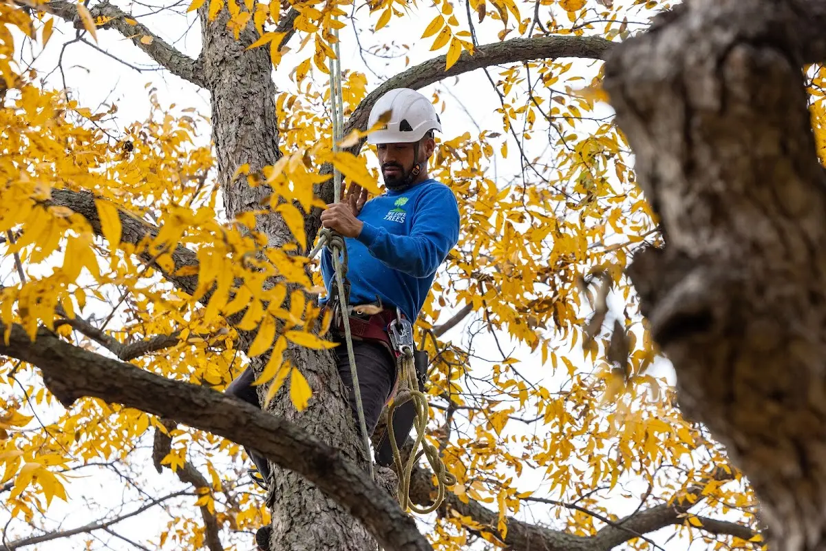 Skilled Storm Damage Cleanup crew working in Holden